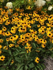 black-eyed susans