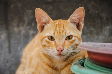 cute and sweet orange cat expressions