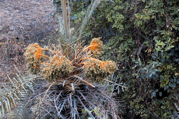 The top part of the palm tree and the palm flakes planted in it