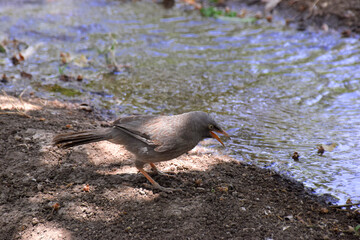 pigeon on the ground