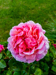 pink roses in garden