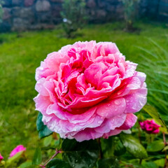 pink roses in garden