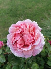 pink rose in garden