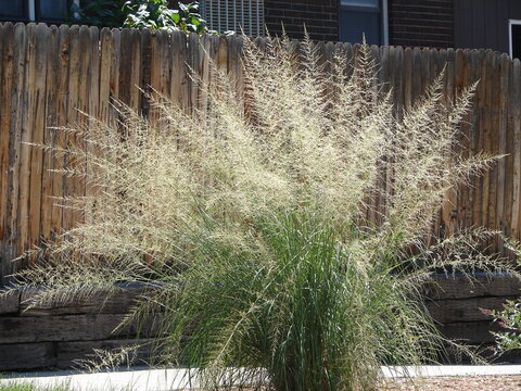 Sporobolus wrightii - giant sacaton - ornamental grasses, in full bloom with a fence in the background