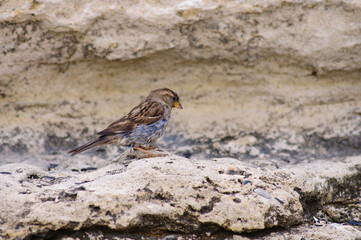 House Sparrow (Passer domesticus)
