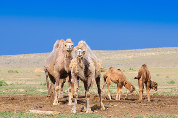 Home camels.