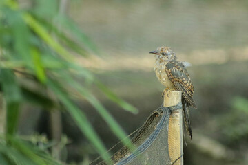 the Kedasih bird perched on a log that was hunting for food.