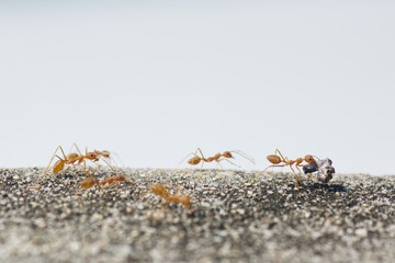 Find food Red ants on the ground