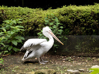 ハイイロペリカン