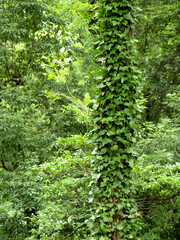 Obraz premium 初夏の雑木林