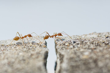 group of ants on the ground