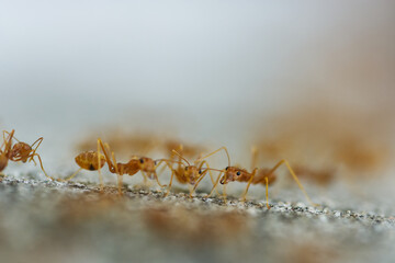 ants on the ground