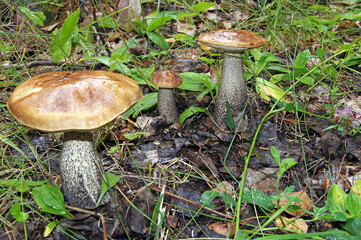 mushrooms in the forest