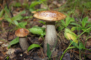 mushrooms in the forest