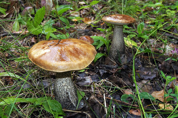 mushrooms in the forest