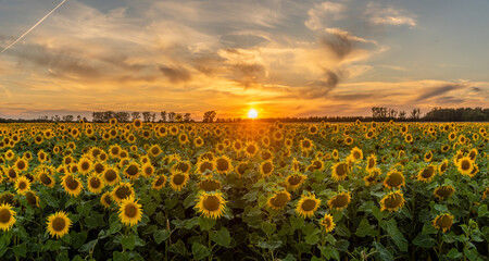 beautiful, romantic sunset over a field of blooming sunflowers