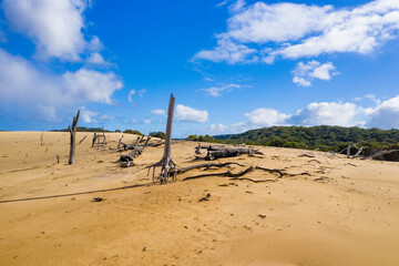 Dead trees on sand dunes on Fraser Island