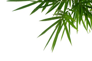 Bamboo leaves with branches on white background for green foliage backdrop 