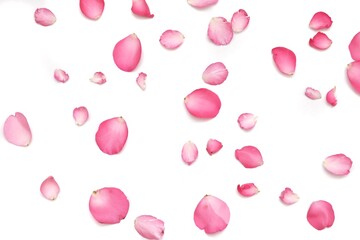 Blurred a group of sweet pink rose corollas with softly style on white isolated with copy space and softy style 
