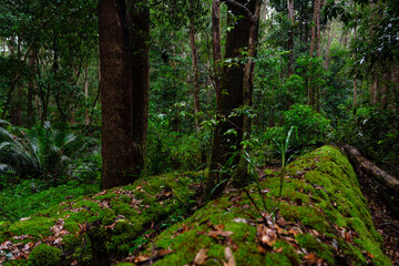 Obraz premium Amazing lush rainforest on Fraser Island