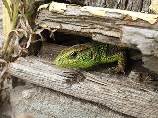 Close-up portrait of a green lizard