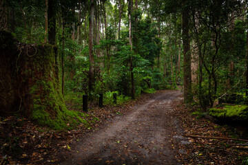 Fototapeta na wymiar Amazing lush rainforest on Fraser Island