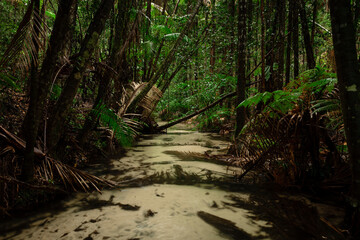 Amazing white sand creek and lush rainforest