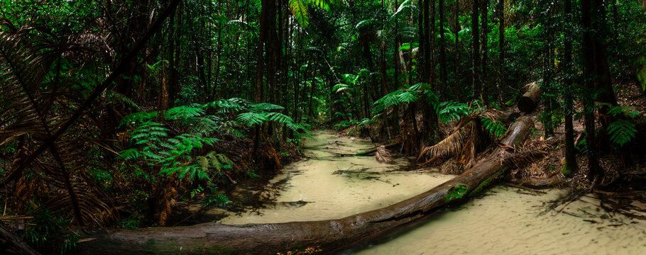 Amazing white sand creek and lush rainforest