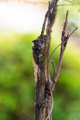 Close up of Cryptotympana facialis (Cicada). クマゼミ