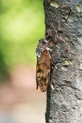 木にとまっているアブラゼミ。夏