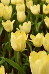 Fototapeta premium close up of yellow tulips flower bloom in the garden