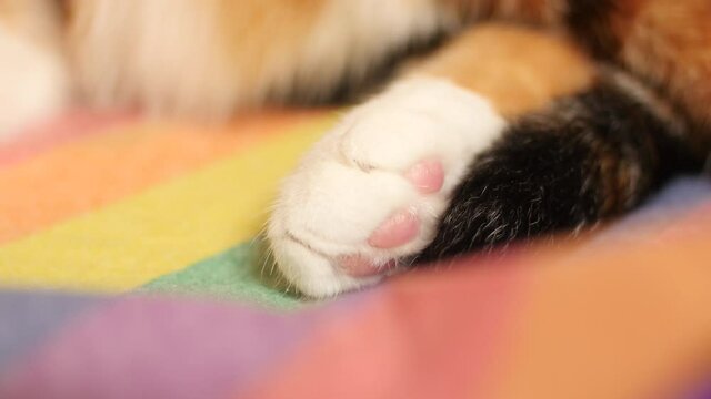 Close up of cat paw
