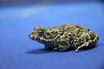 big green frog on colored background. spotted swamp toad, with large eyes and many warts.
