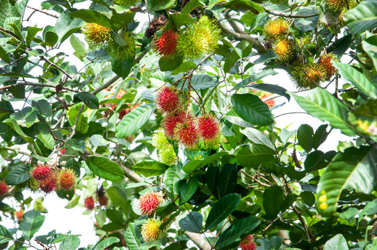 Closeup Rambutan fruit tree in the garden with blue sky background. Fresh ripe and raw Rambutan fruit on tree with green leaves