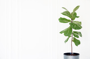 Green plant in a pot against a white wall