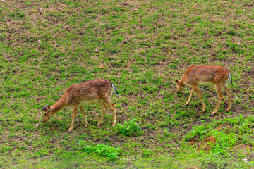 Young deer grazing on a green meadow