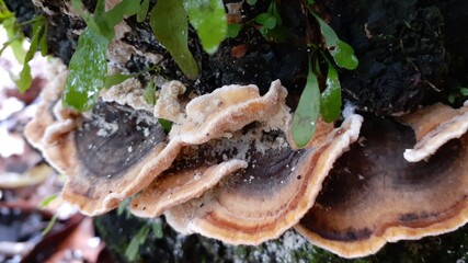 mushroom in the forest
