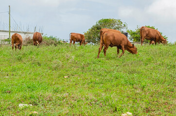 Cattle Grazing In Pasture
