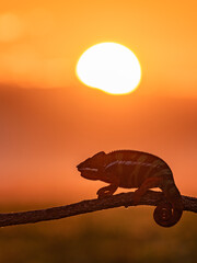 Adult male Ambilobe Panther Chameleon (Furcifer pardalis)