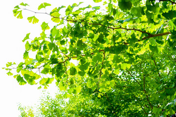 初夏のイチョウの葉は濃い緑で生き生きとしています