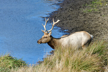 Tule Elk aka Cervus canadensis nannodes, at Tomale Elk Reserved, Point Reyes National Park, Inverness, California