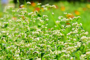 初夏の風に身を任せてゆらゆ～ら揺れているソバの花