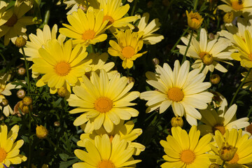 2020-08-04 MULTIPLE WILD DAISIES ON A HOT AFTERNOON