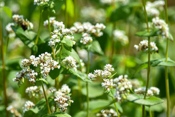 初夏の風に身を任せてゆらゆ～ら揺れているソバの花