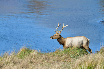 Tule Elk aka Cervus canadensis nannodes, at Tomale Elk Reserved, Point Reyes National Park,...