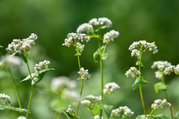 初夏の風に身を任せてゆらゆ～ら揺れているソバの花