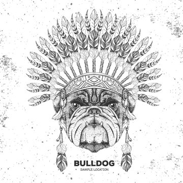 Hipster animal bulldog with indian feather headdress. Hand drawing Muzzle of animal bulldog