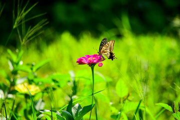 ピンクの百日草にキアゲハがやってきました