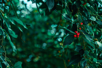 Ficus benjamina, Banyan tree with red fruits with blurred background and copy space.