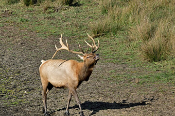 Tule Elk aka Cervus canadensis nannodes, at Tomale Elk Reserved, Point Reyes National Park,...